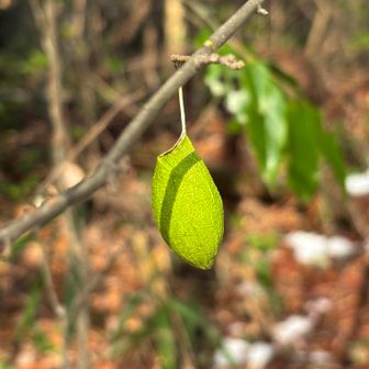 ウスタビガ(薄手火蛾)の繭

繭の形が 手に持った提灯のように見えるところから名付けられたらしい

繭の中にはもう蛹はなくて、卵が入って越冬しているそうだ