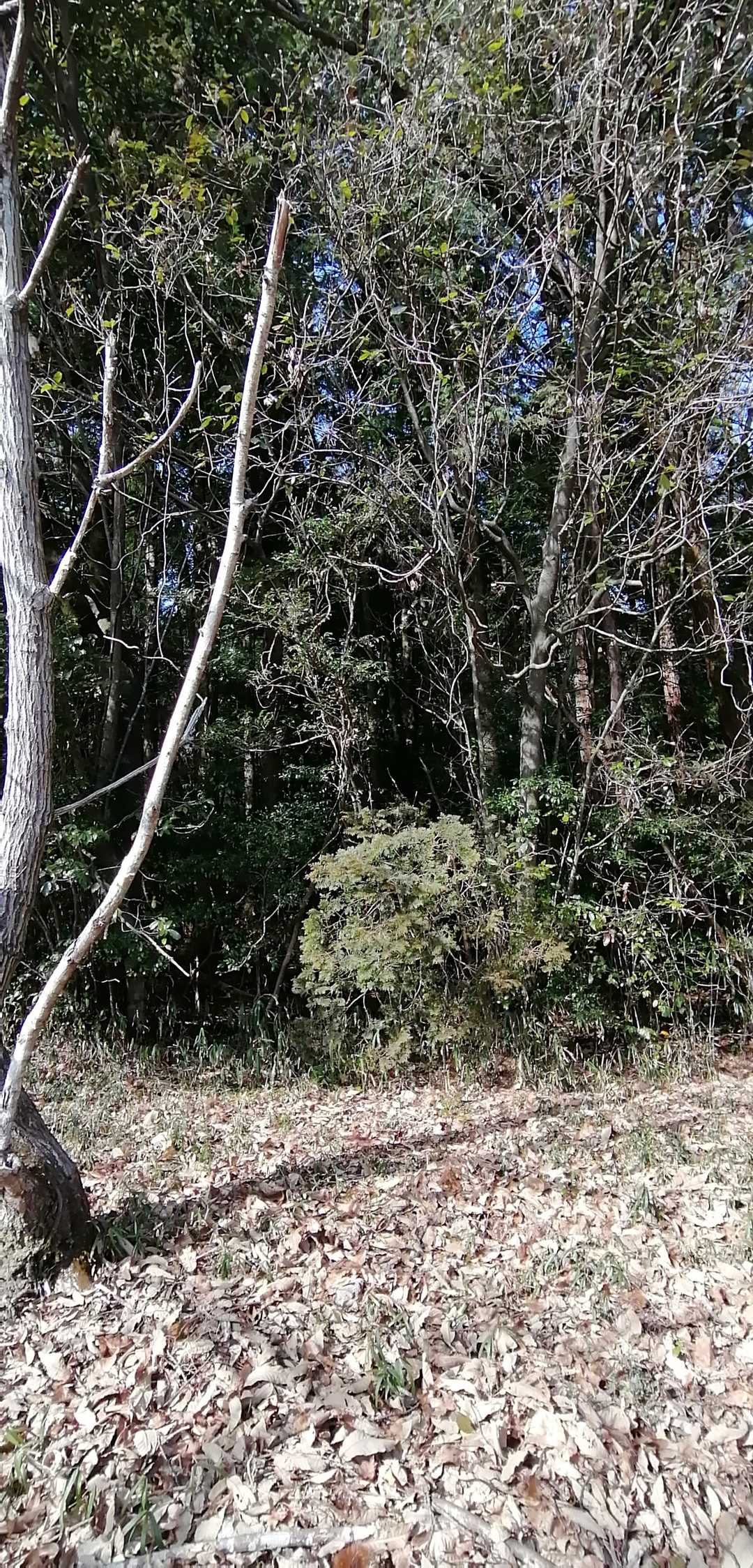 よくわからないどこから出てきた
