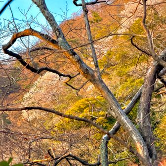 高崎山でも、ようやくヤマザクラの開花が目立ってきました。楽しみです。