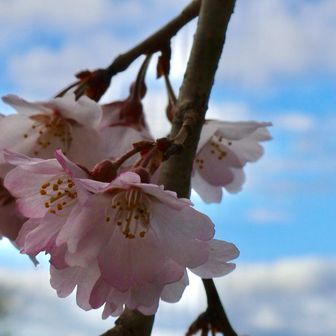 桜咲いてます🌸