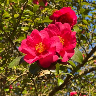 生駒山・神津嶽・大原山 山茶花（サザンカ）
ツバキキンカクチャワンダケ見てみたいなぁ…🍄‍🟫
