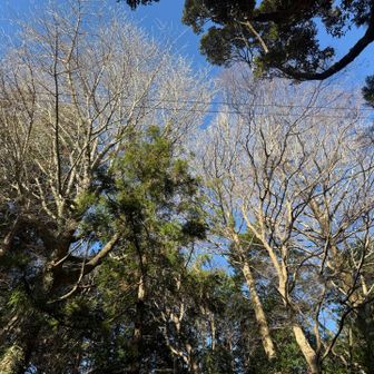 イチョウの木。葉っぱがなくなりましたねー。