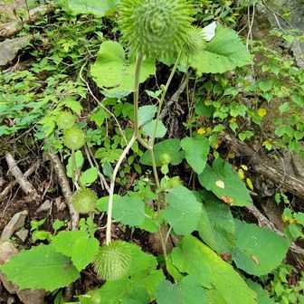 何アザミ？
調べたらオヤマボクチという山野草らしい