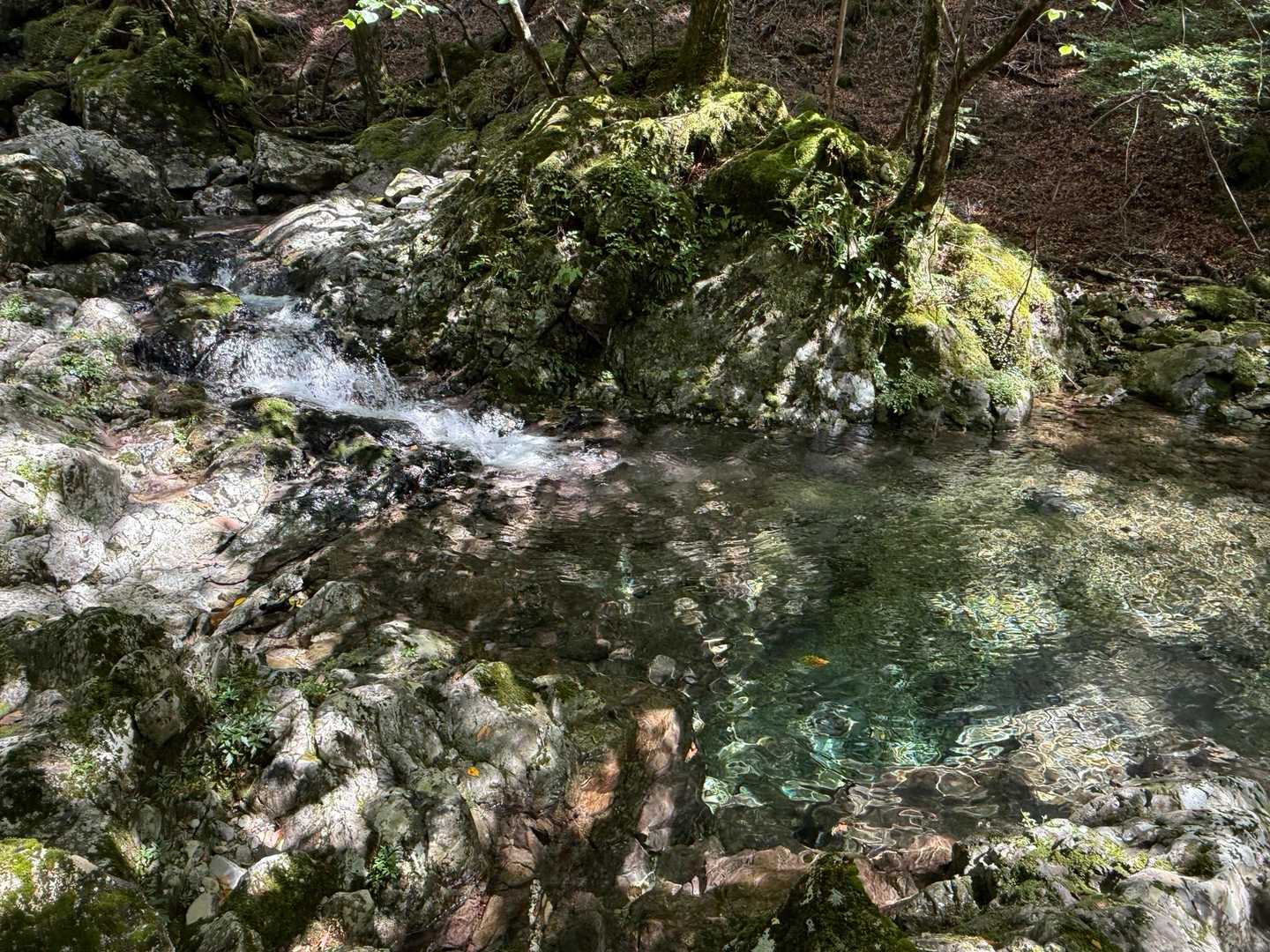 このあたりは大台ヶ原源流地点✨
最後に沢水で顔と頭を洗ってクールダウン🧊