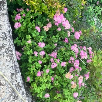 景色の代わりに花が綺麗