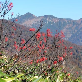 ナナカマドの葉は落ちて実だか