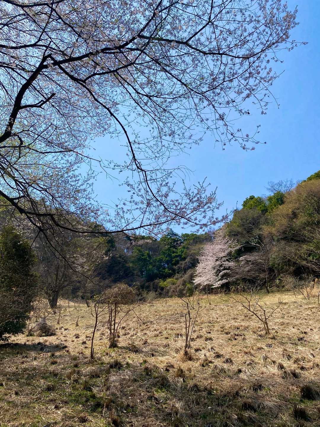 桜の木がところどころに。奥にも桜が見えますね。