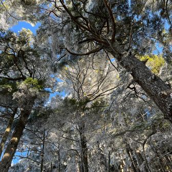 見上げても美しかった🤩