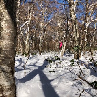 ぶな平入り口。
まだ藪っぽいね。