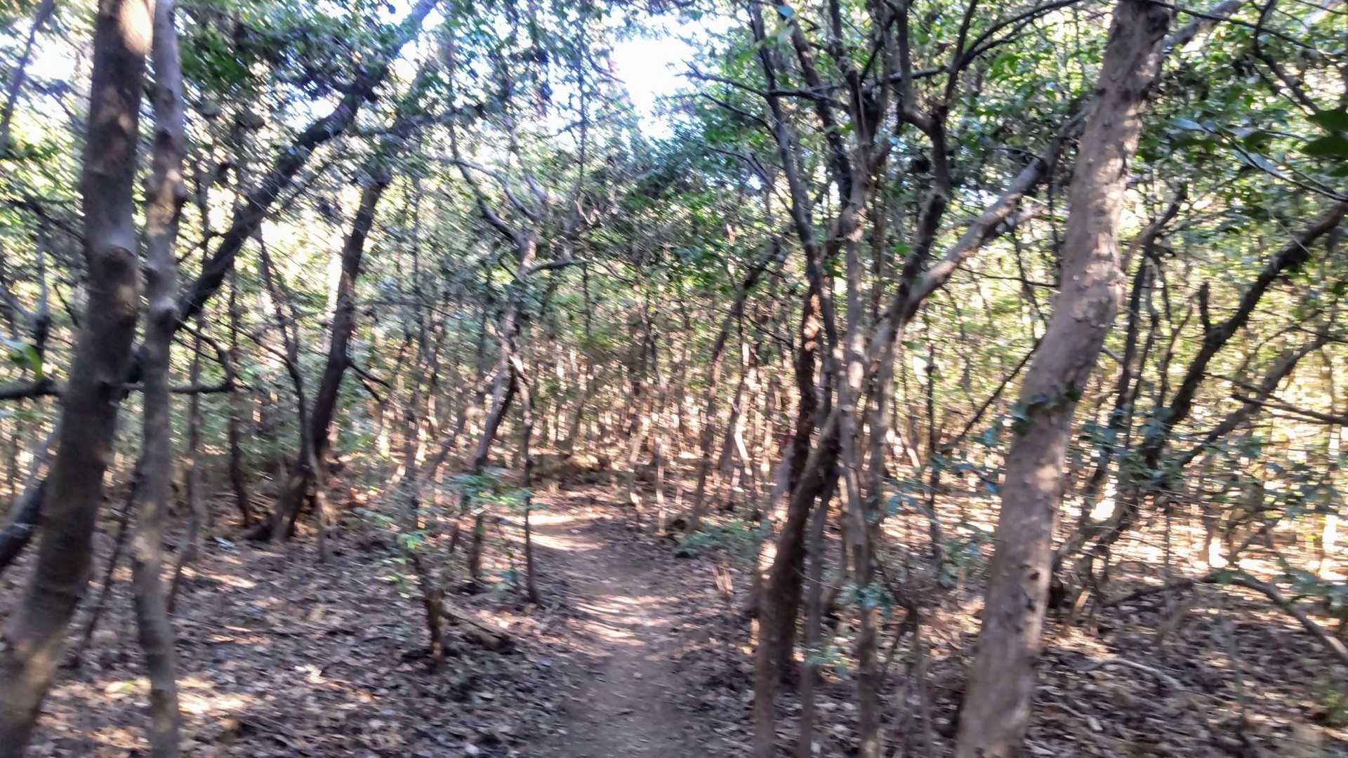 ヒサカキ等の緑のトンネル     良き雰囲気

このあと山頂まで風にあおられながらザレた急登