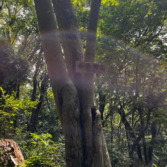 ③ 泰光寺山