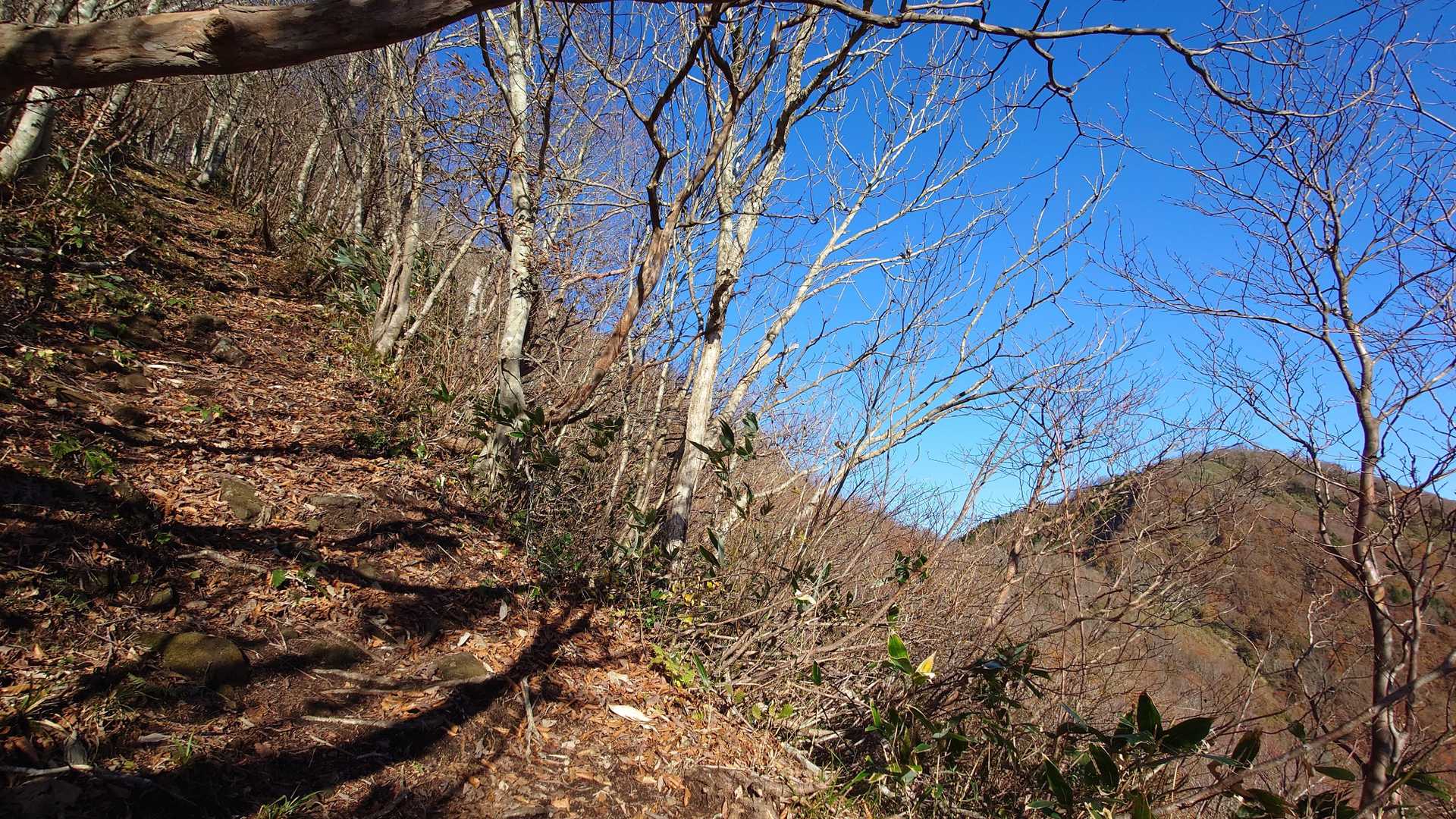 かなりの斜度ですが葉の落ちた木々の向こうに皆ヶ山が見えて気合が入る。
夏場だと何も見えないでしょうけど目的地が見えると元気が出ますね～。