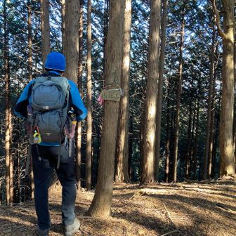 ヒノキで薄暗い、、