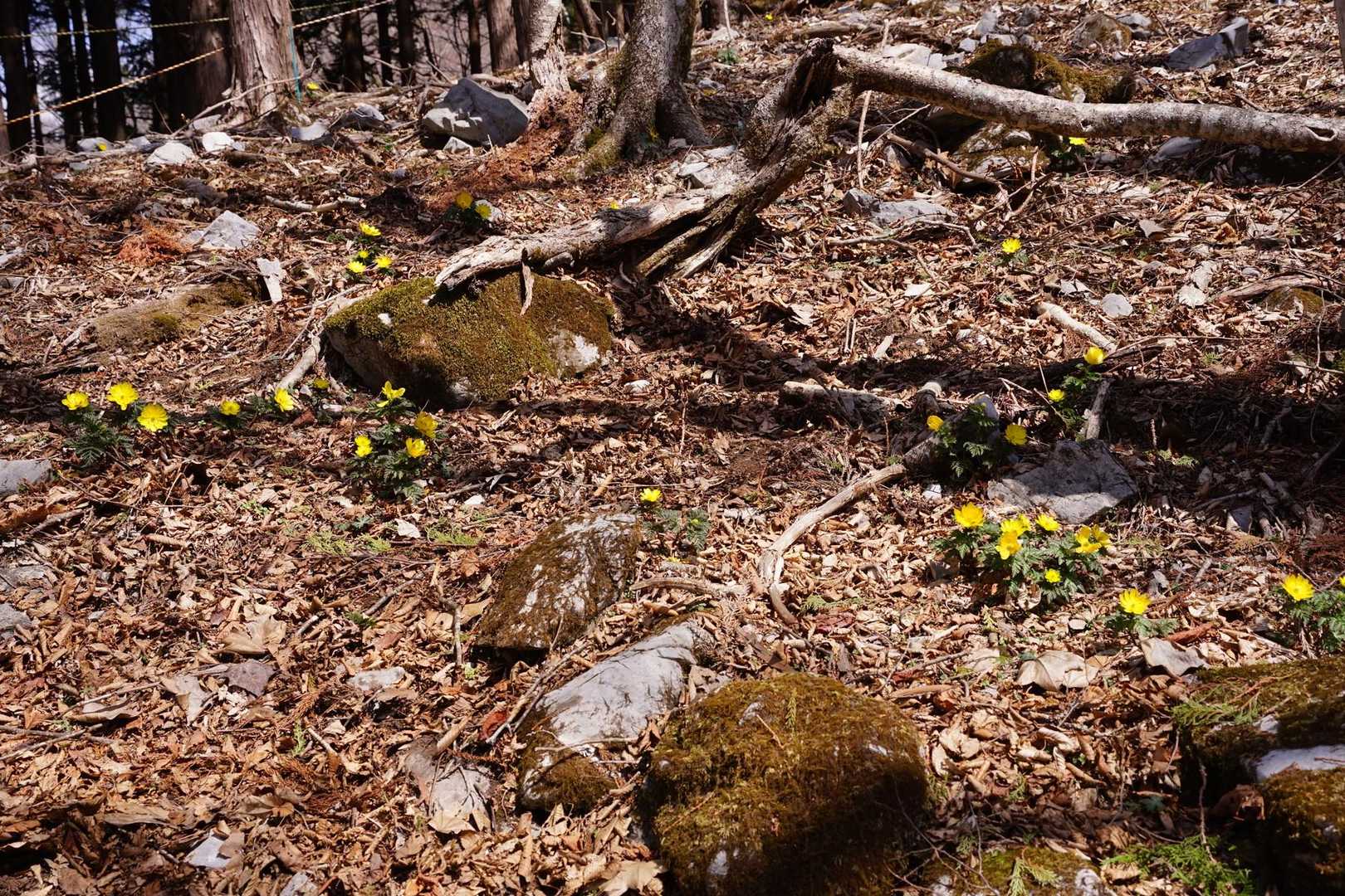 他地域に比べると大した事無いけど、一度は絶滅しかけた場所です。私たちにとっては凄く嬉しいです。