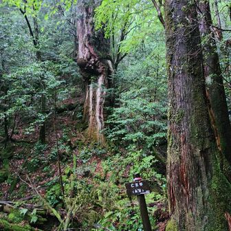 奥にあるのが仁王杉🌲
(手前は関係なし)

コブが密集しているのが特徴。
かつては「阿（あ）」と「吽（うん）」の一対で並び立っていましたが、現在は写真の「阿形（あぎょう）」のみが残っています（もう一本の吽形は1970年代に倒木しました😭）。
樹齢とサイズ: 推定樹齢は約3,000年