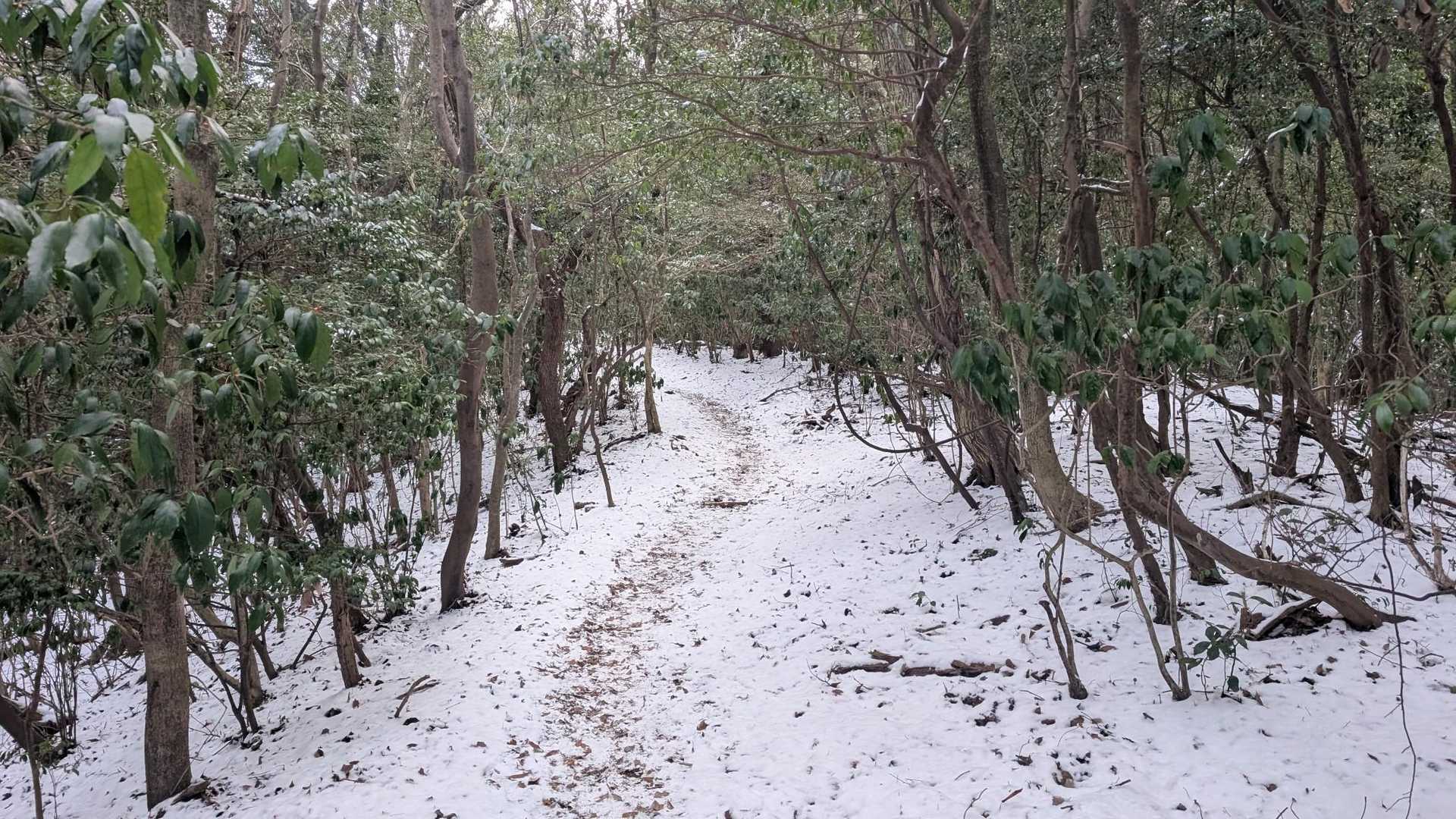 上野登山口-上野越・福智山分岐-福智山 往復コースの写真