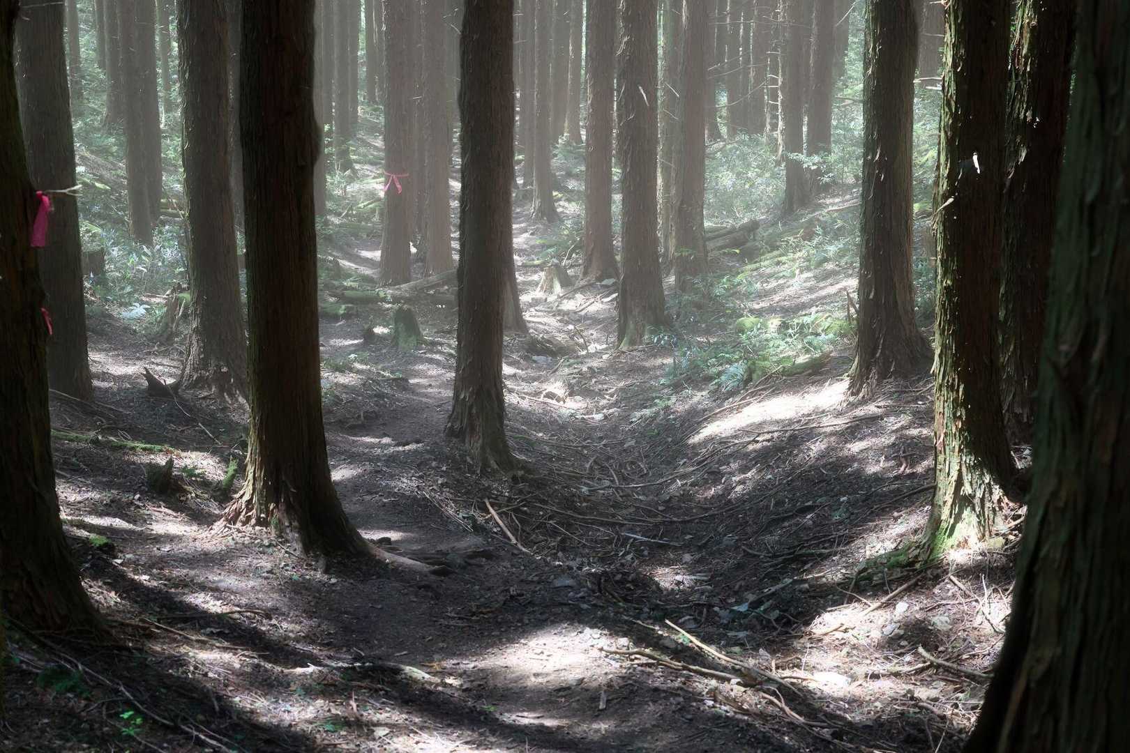 十種ヶ峰 周回コースの写真