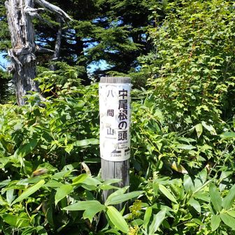 中尾根の頭までは楽ちん