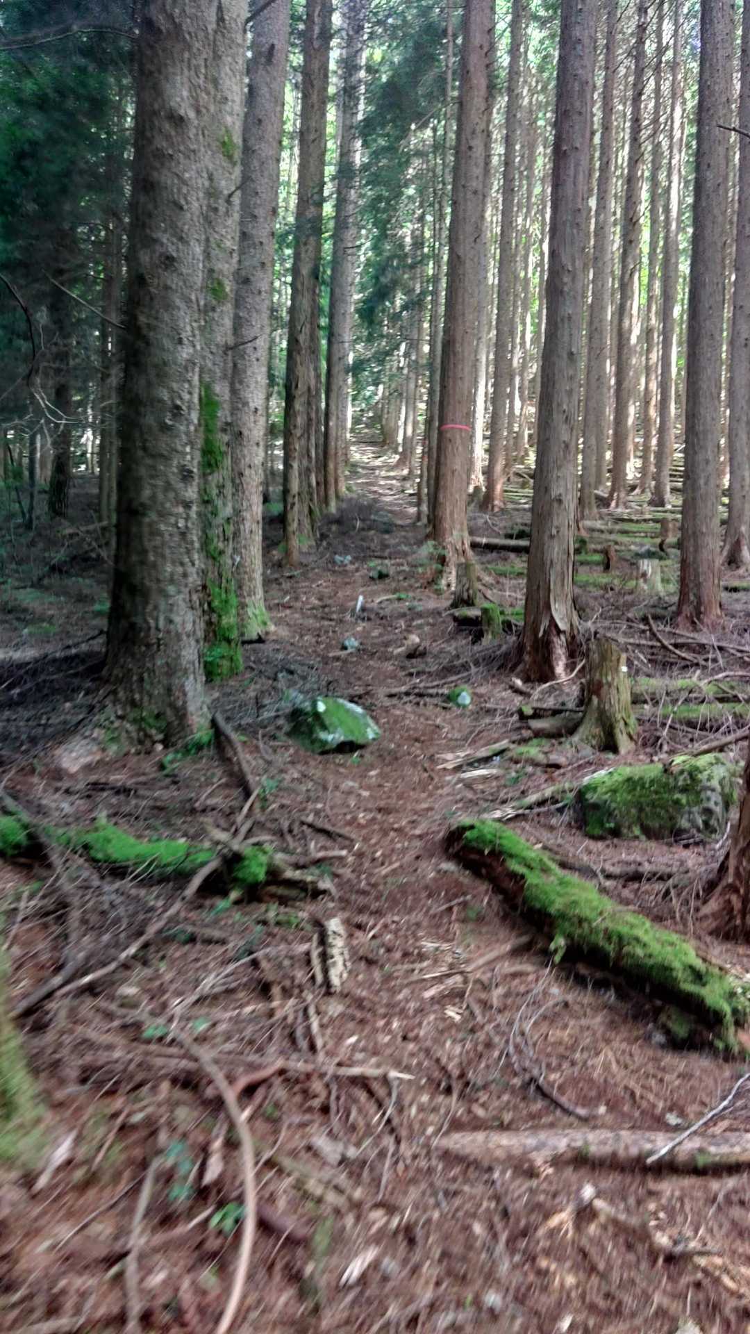 ほぼ直登