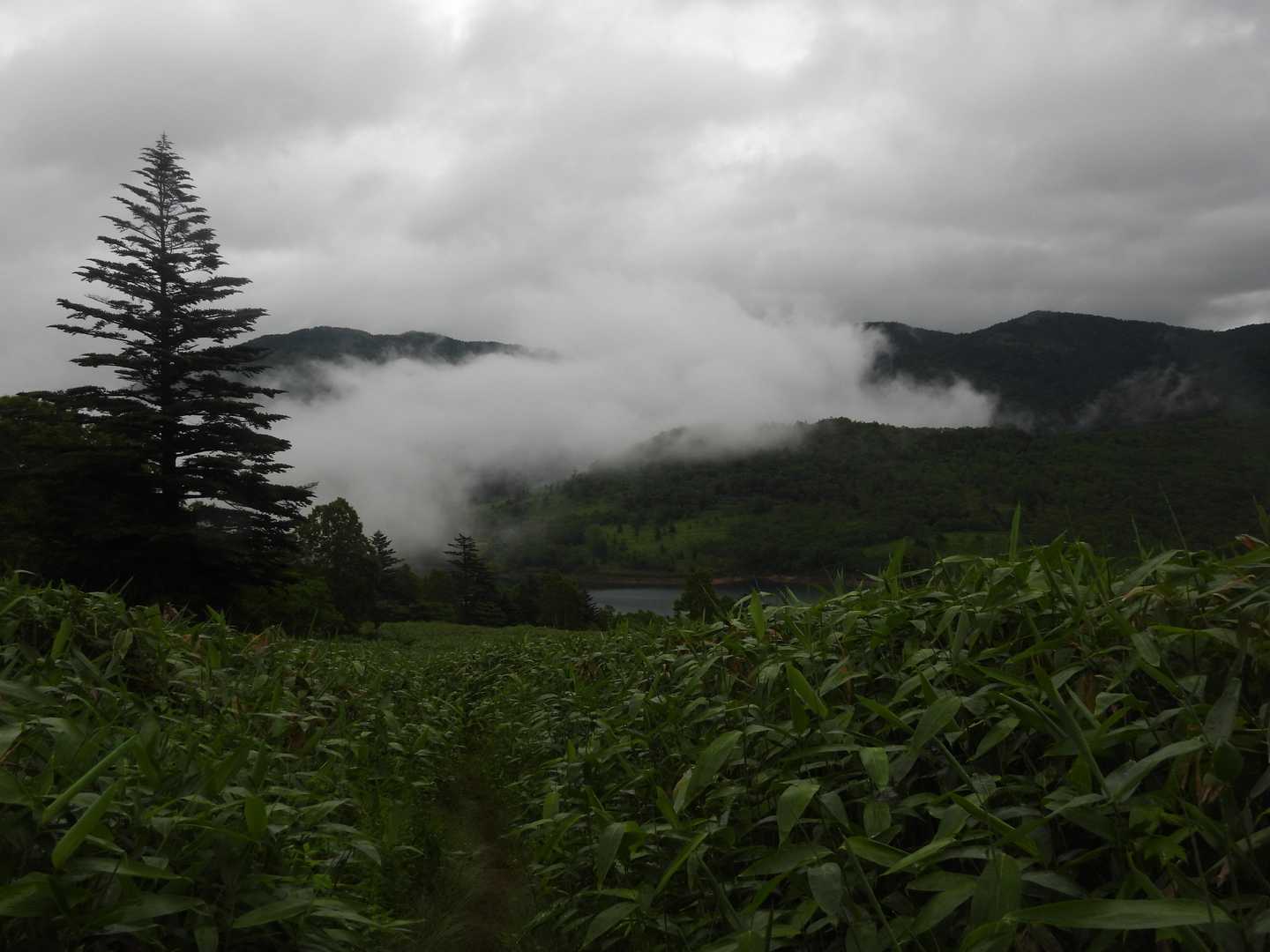 雨が小降りに