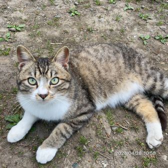 おちゃんこマン