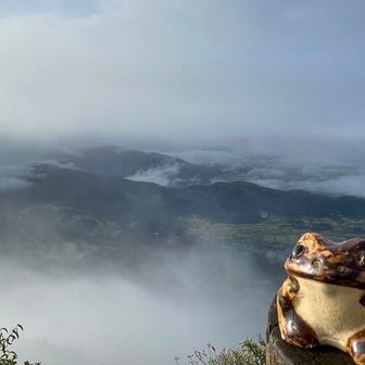 いつものお立ち台から🐸☁️