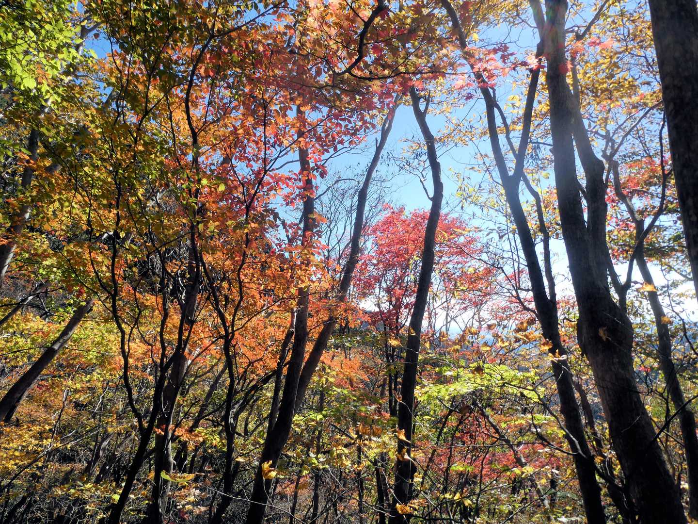 瓢ヶ岳 往復コースの写真