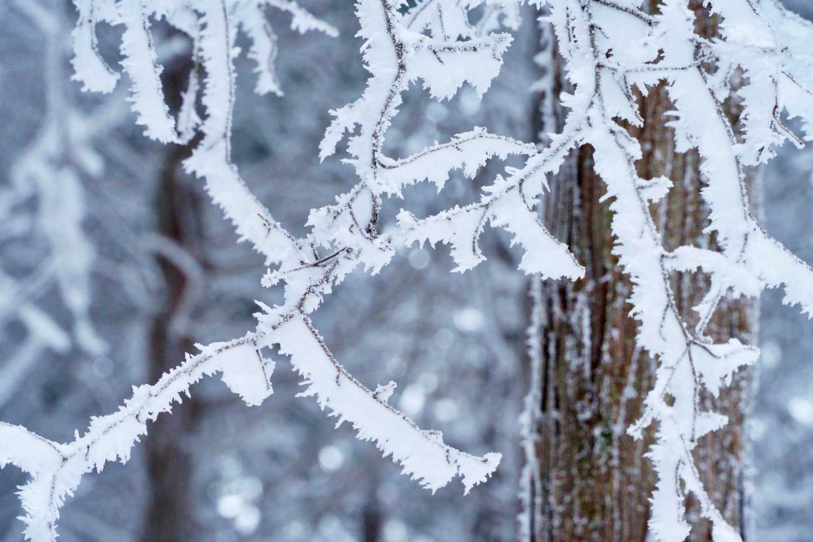 繊細な霧氷😌
高見山の豪快なエビの尻尾とは対照的