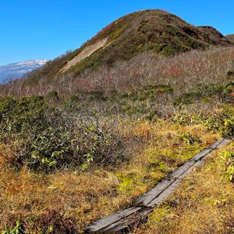小僧森が見えてきました　背後に月山