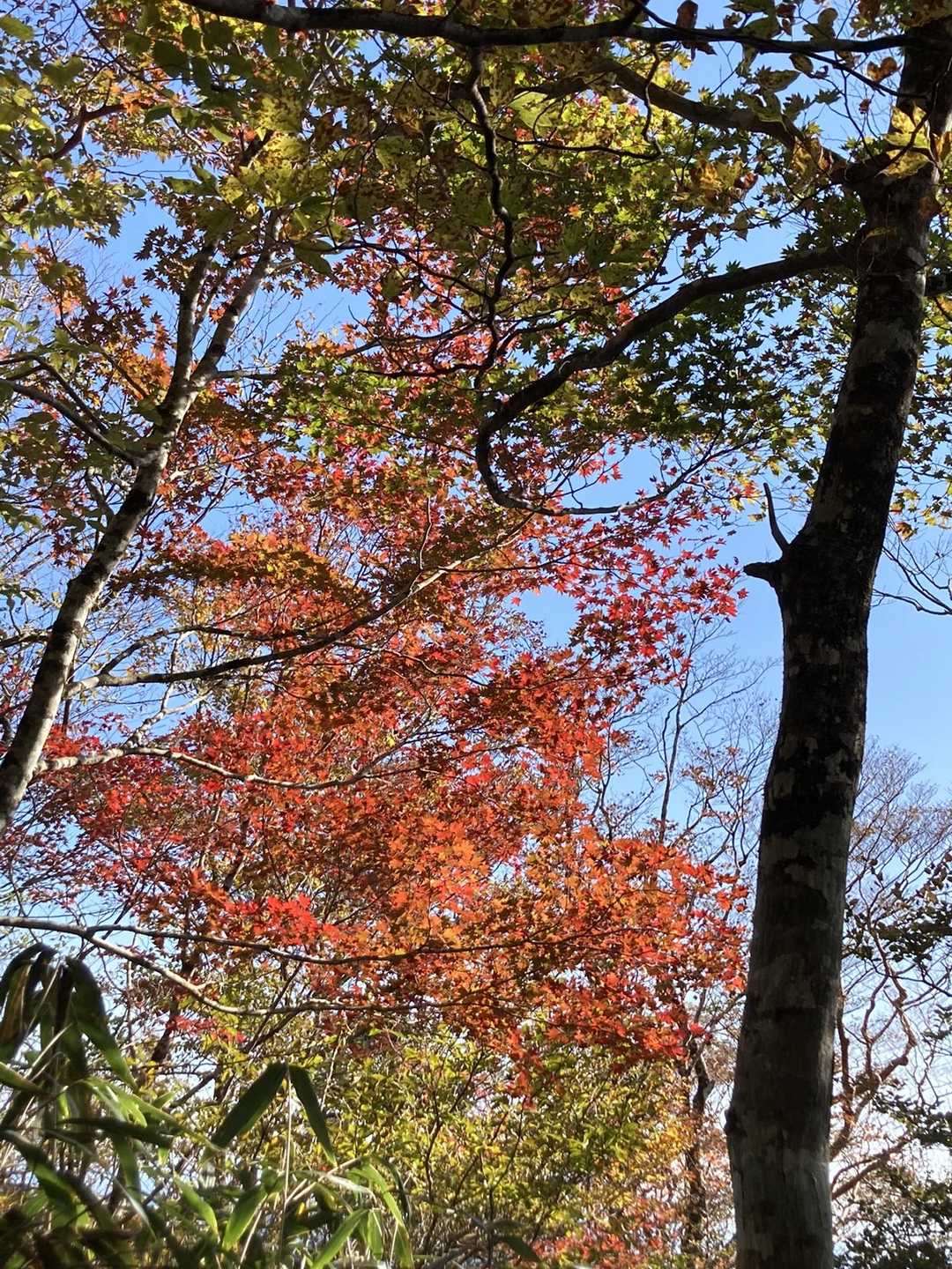 紅葉🍁はこれだけ😅