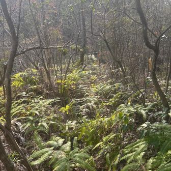 少し横道にそれて････