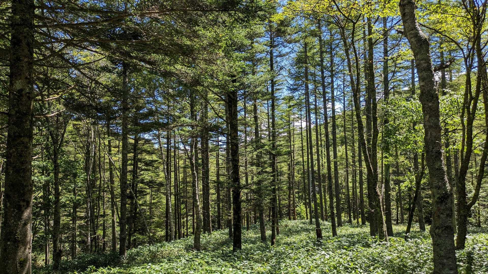 笹床🎋のきれいな明るい森🌿を抜けて