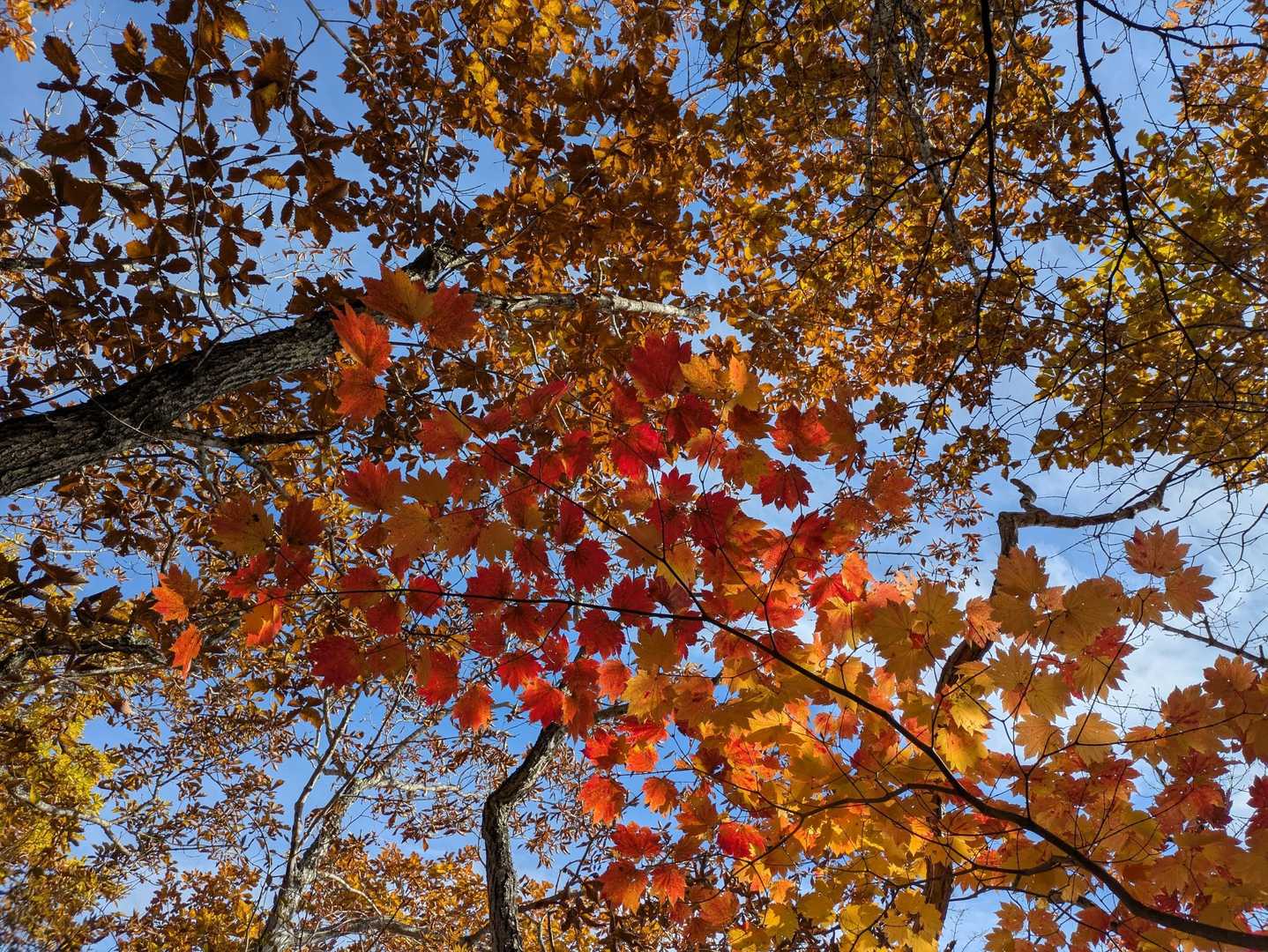 🍁