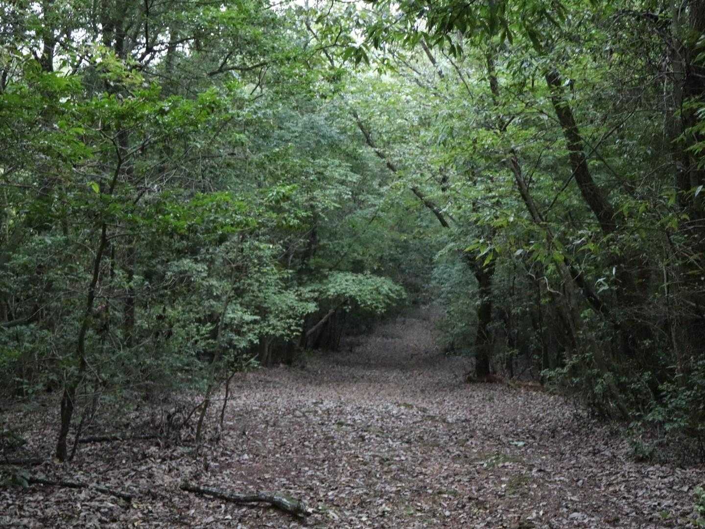 田村山 往復コースの写真