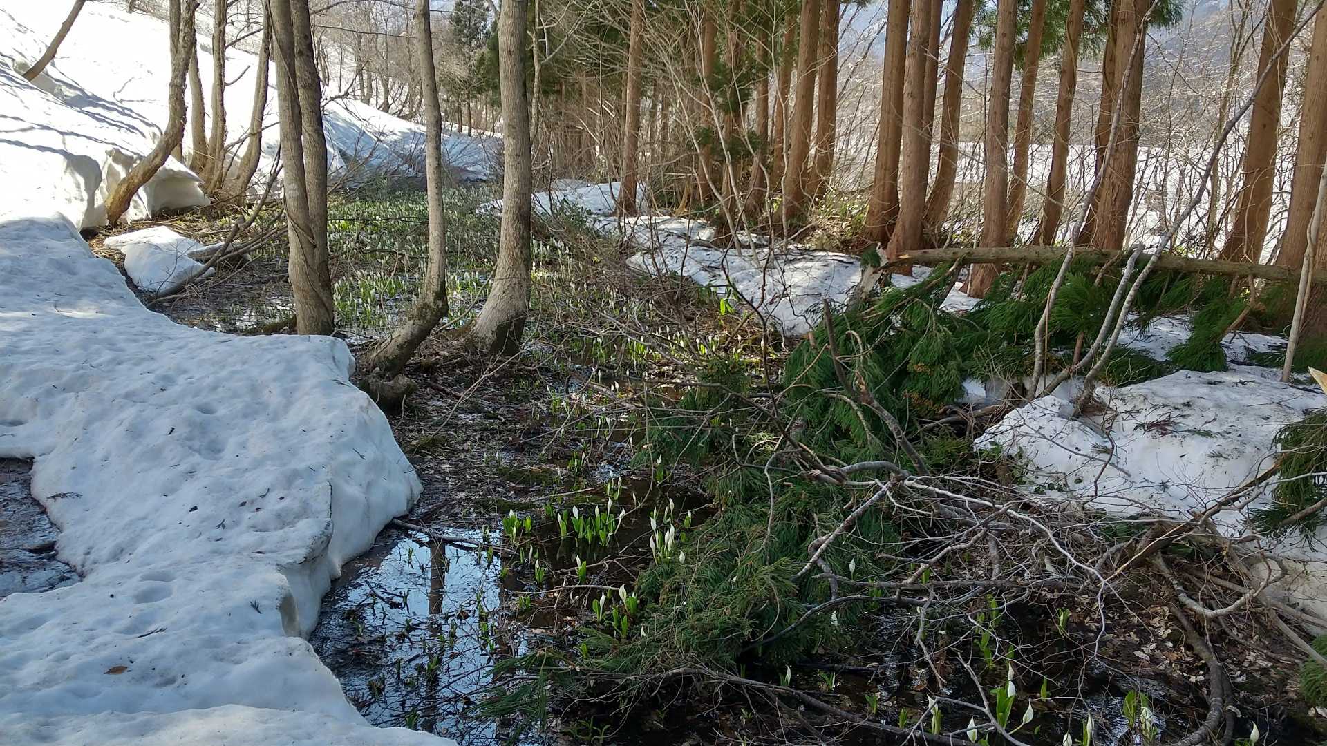 水芭蕉が群生してました
