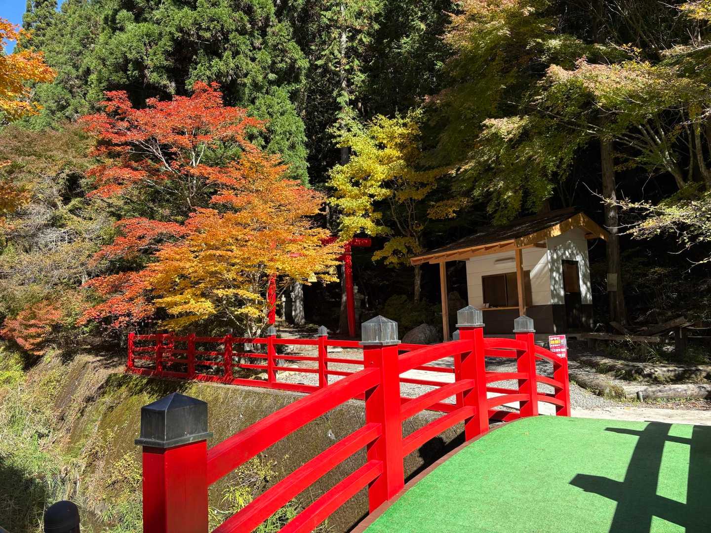 朝とは違って太陽が当たって綺麗✨