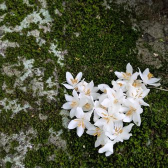ぶっちさんの真似して、お花で♥作ったり🤗
この辺りから…あまりのゴロゴロ石の下山…滑り…転げ落ちそうな道で膝が崩壊寸前😭