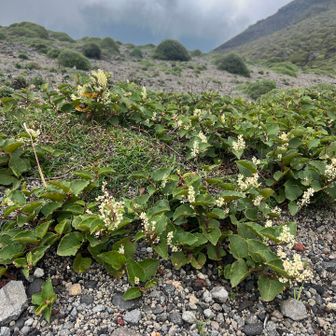 いつも通り1時間ほど山頂に滞在しましたが、ガスが抜けそうにないので下山🚶‍♀️
花🌼