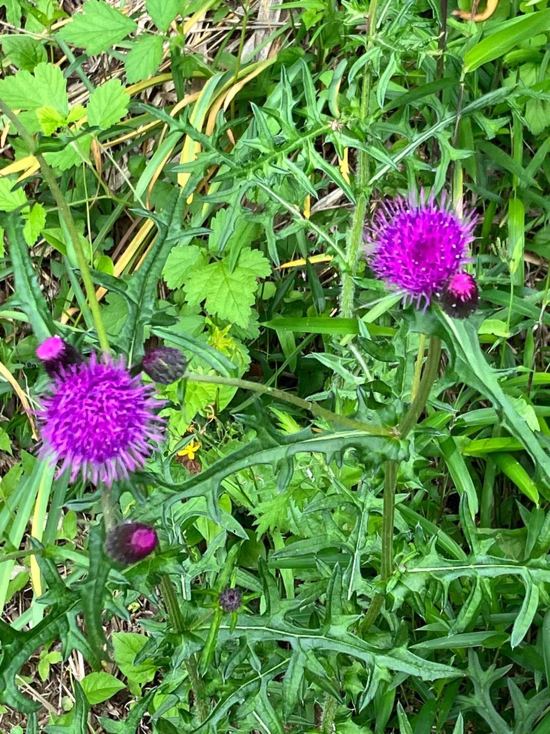 アザミ、好きな花😄