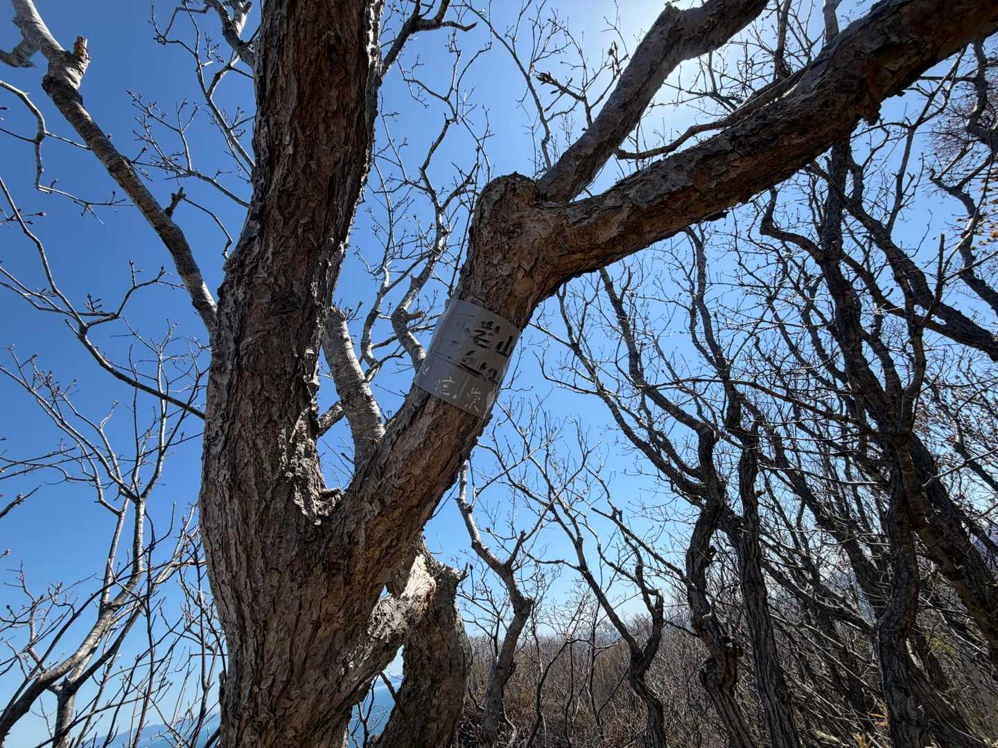 さっそく下赤岩山、到着
