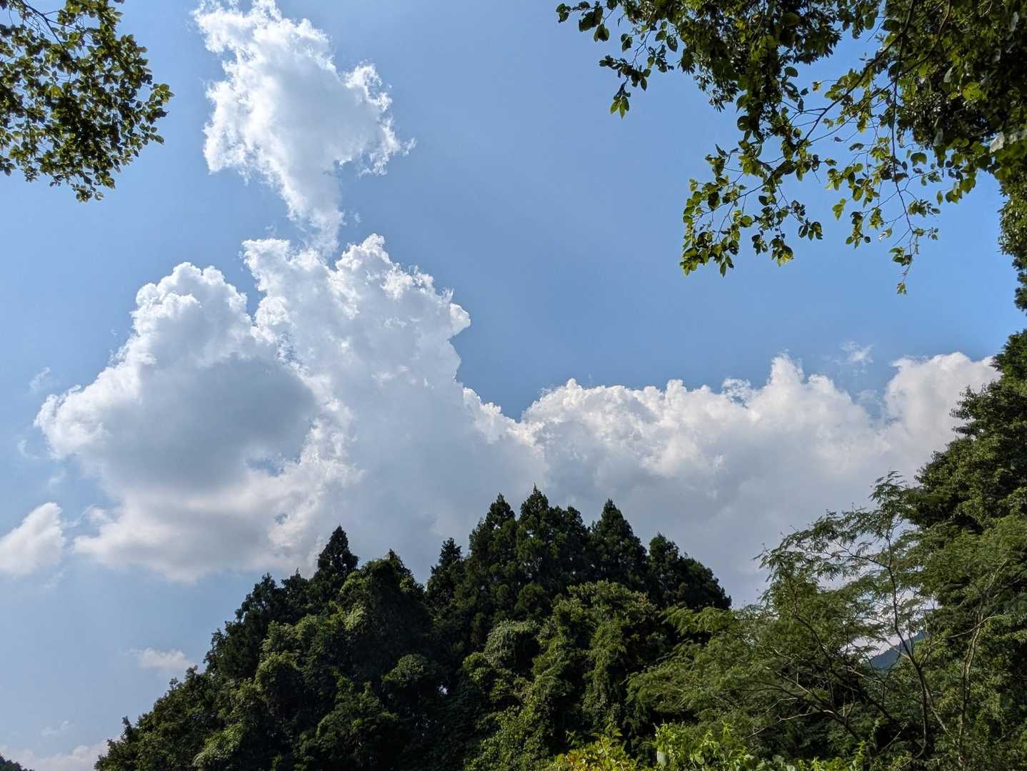 下りも、お花が咲いていて、楽しかったです
無事に下山できました