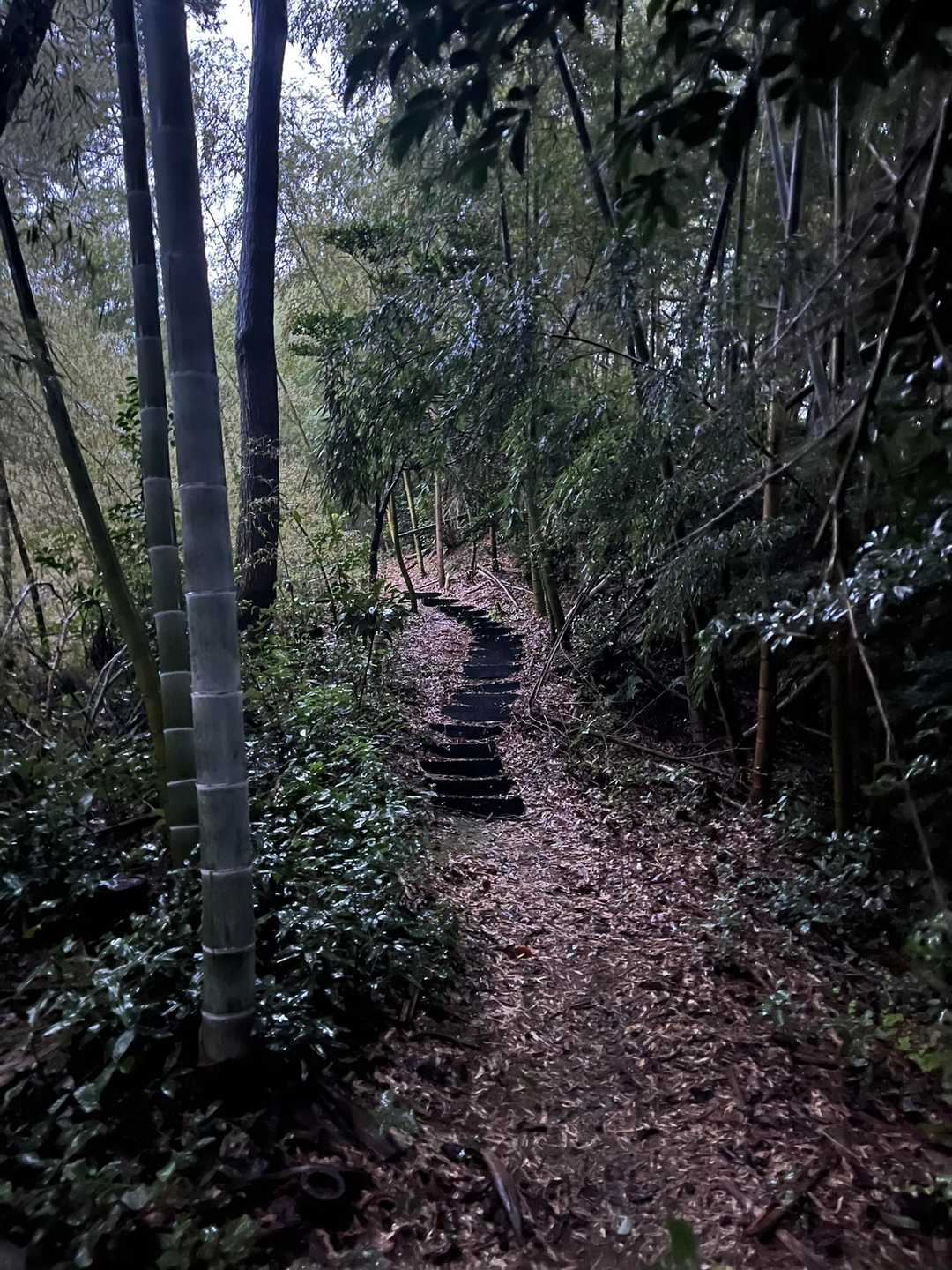 寺町の竹林を登る