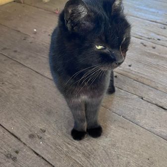 🐈‍⬛キミ可愛いいね！💕