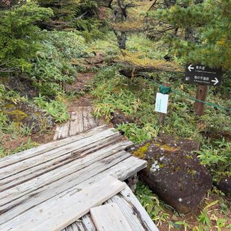 近道の東歩道はぬかるんでそうなので木道を左折して戻ります