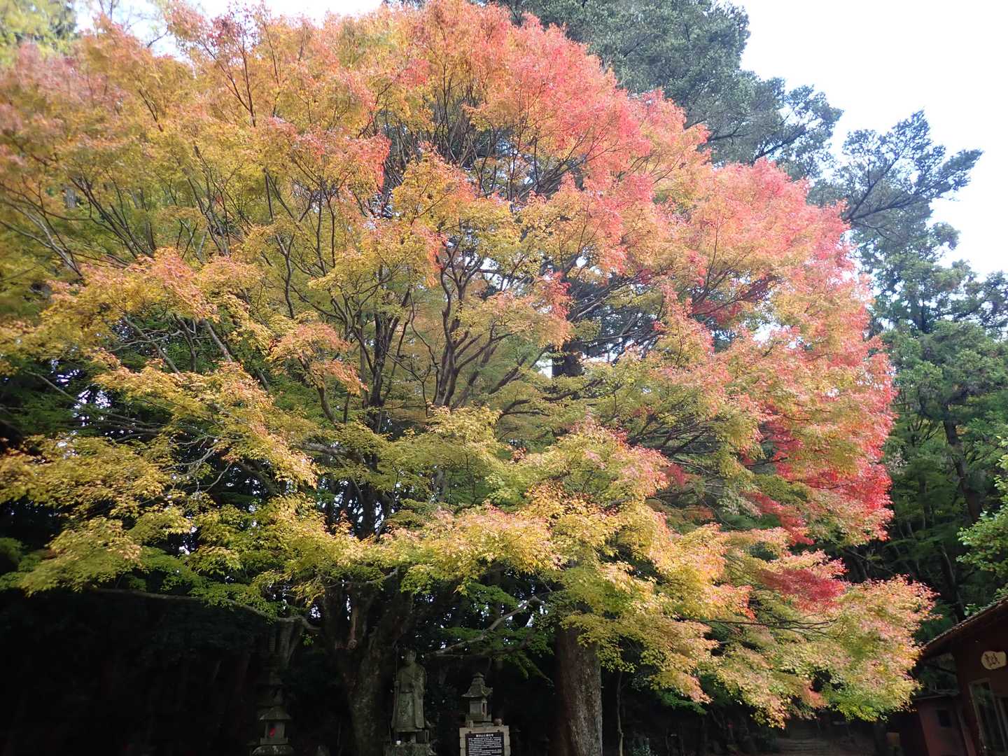 良い感じ🍁