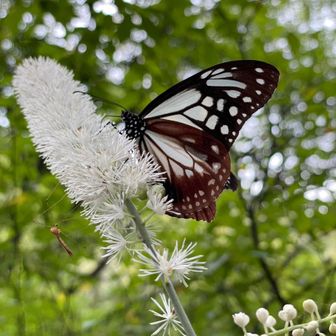 アンティーク琴