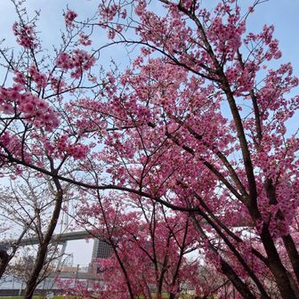 背後に阪神高速五号湾岸線。