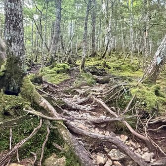 登山道の様子。
木の根の急登 ⤴︎