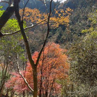帰りも愛でる🍁