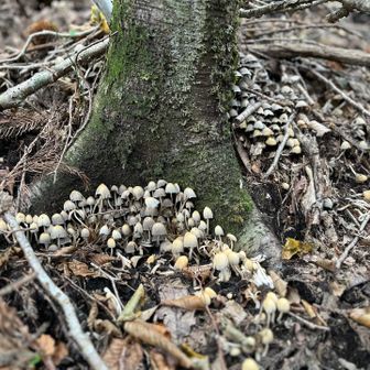 秋ですなー🍄